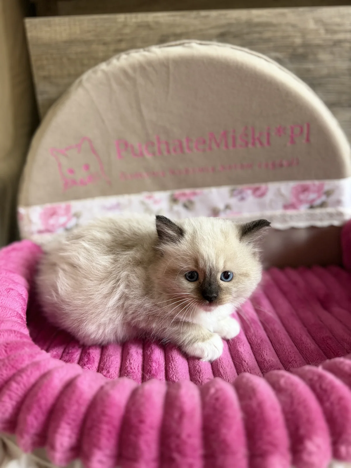 Josephin Puchate Miśki*PL