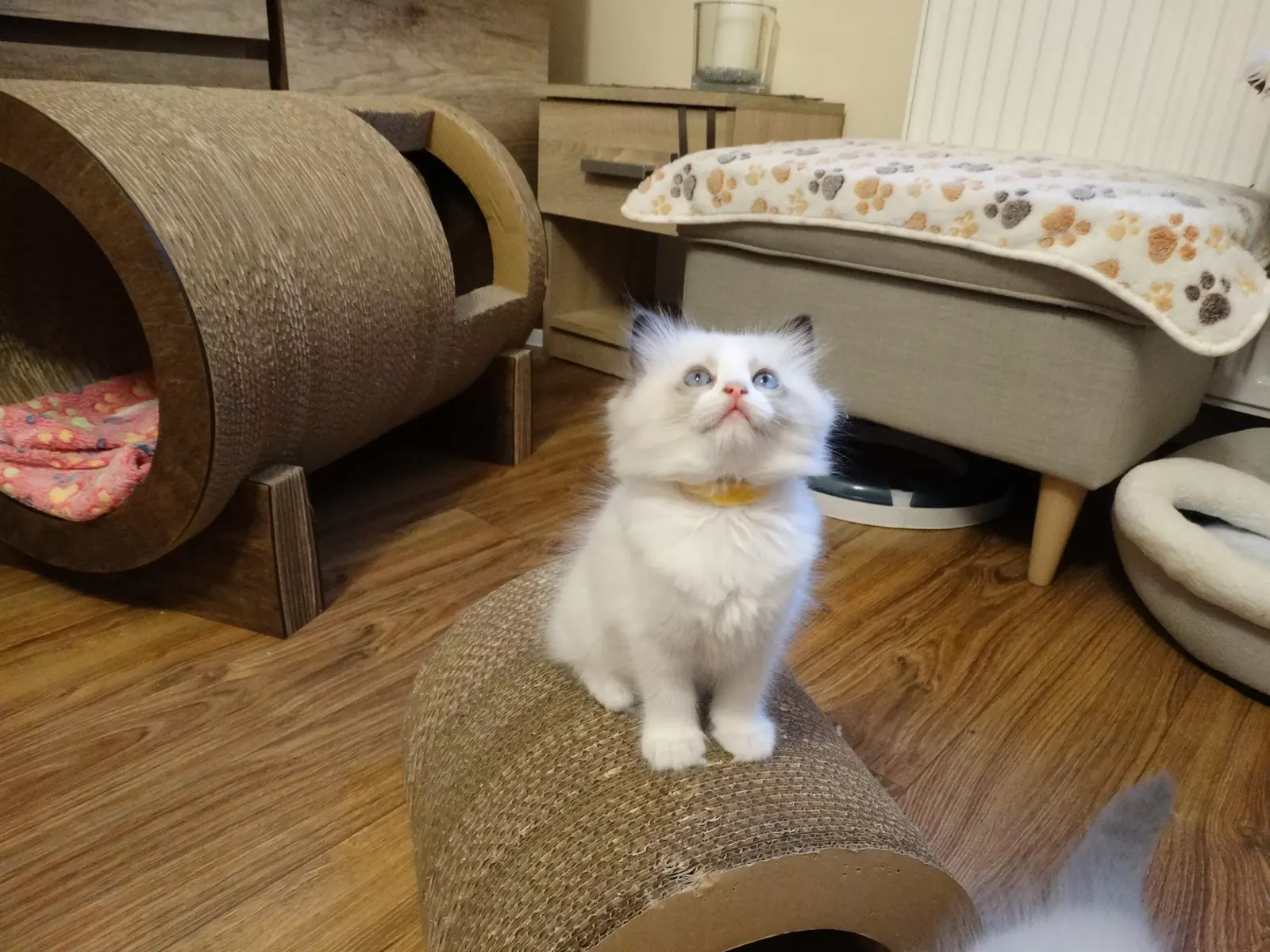 Alice z miotu A