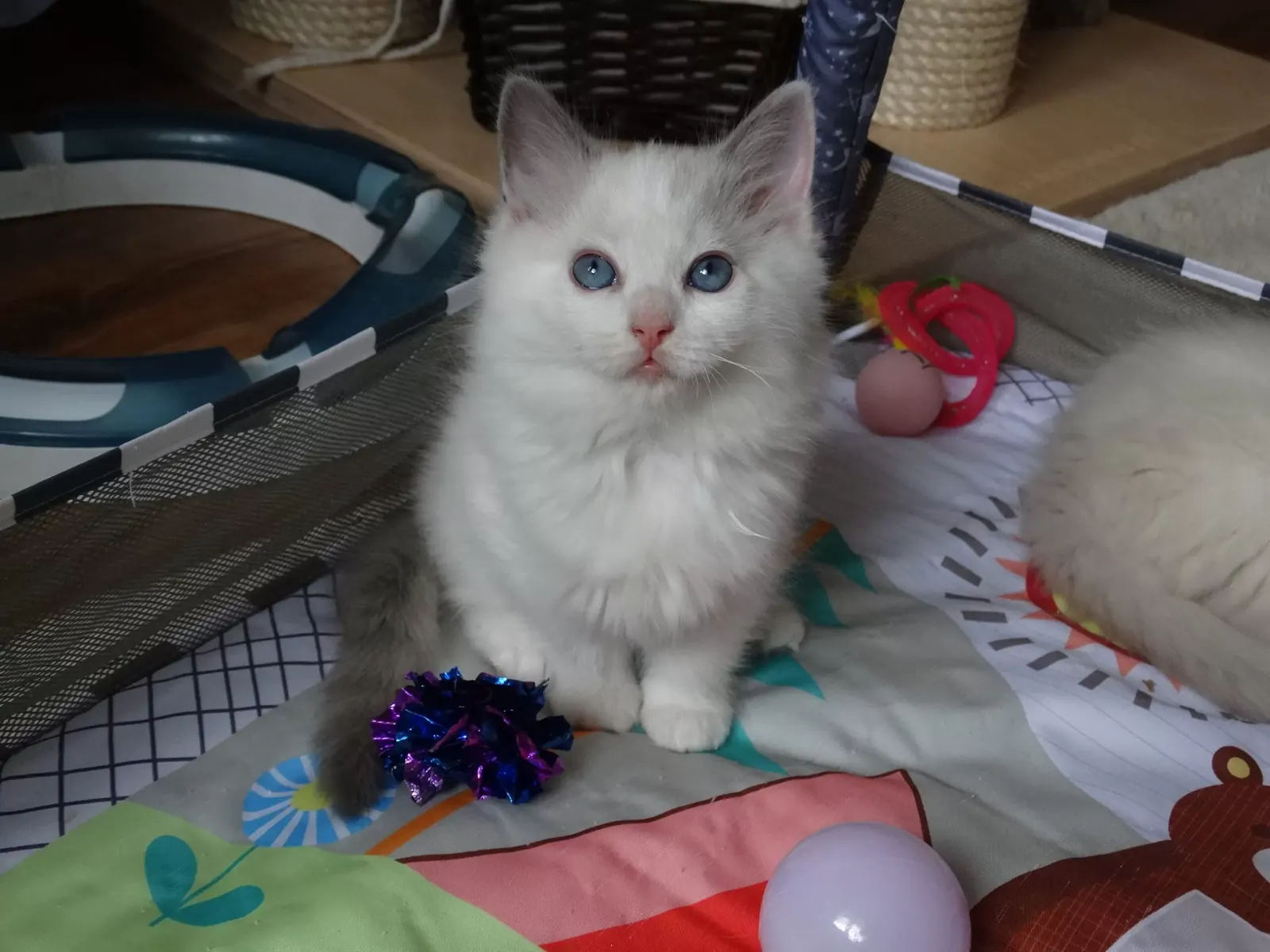 Bastet z miotu B