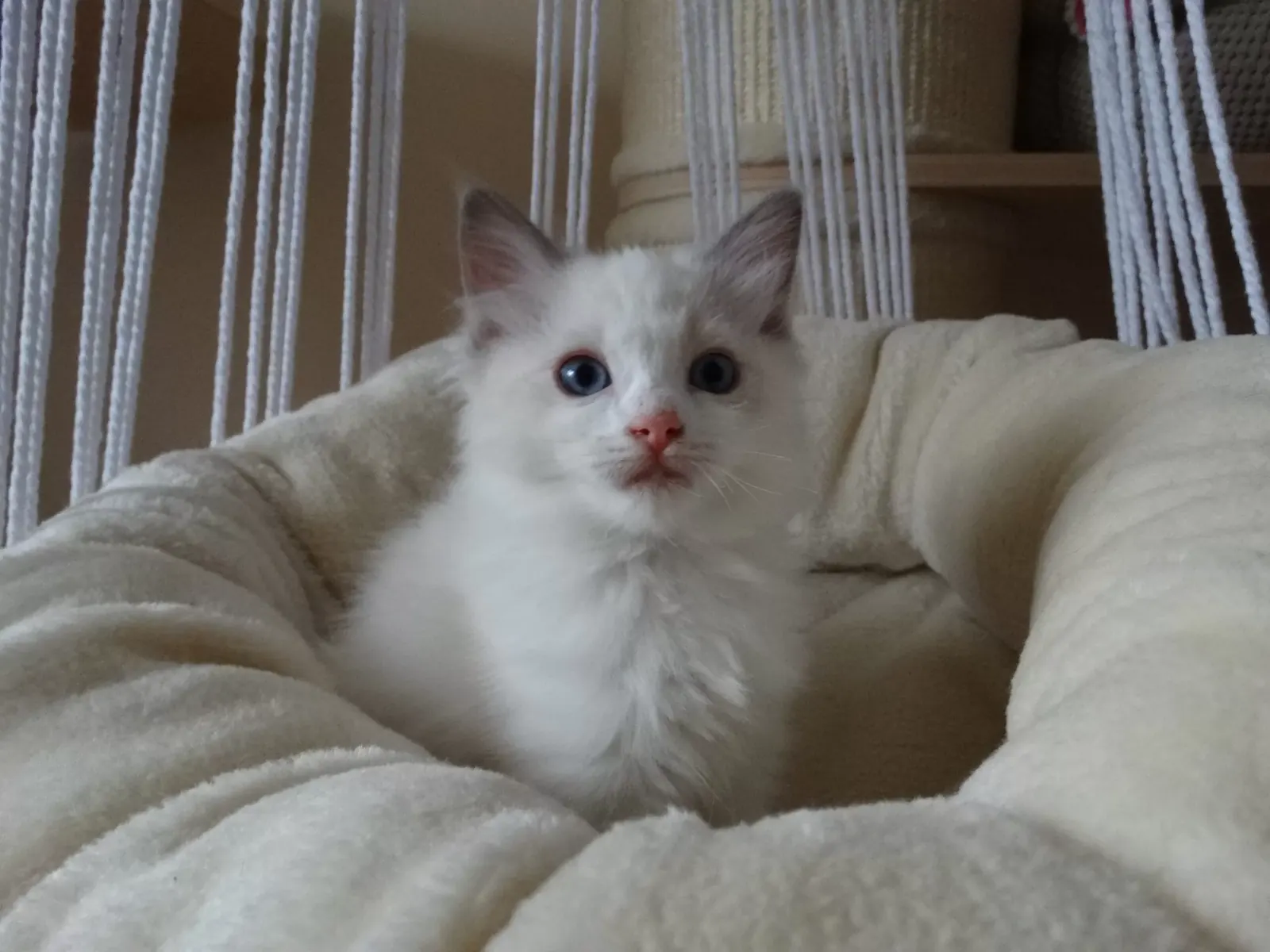 Beatrix z miotu B