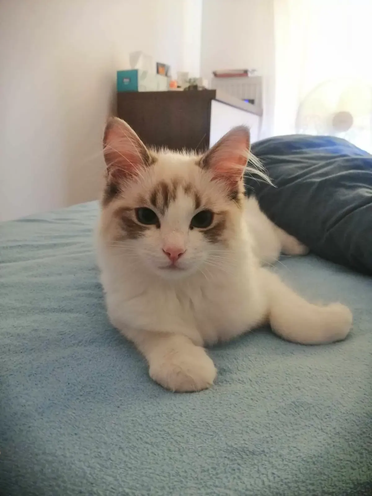 Ceres z miotu C