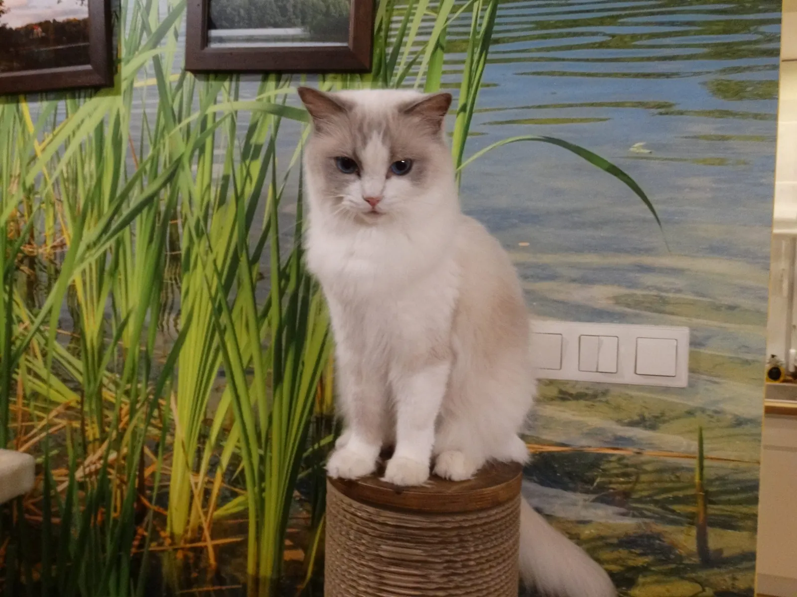 Cindy - zdjęcie 1
