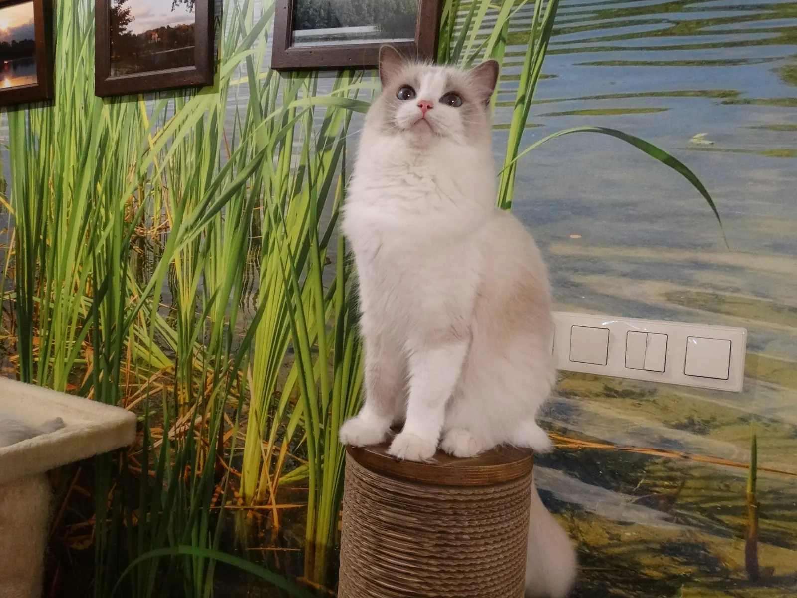 Cindy - zdjęcie 2
