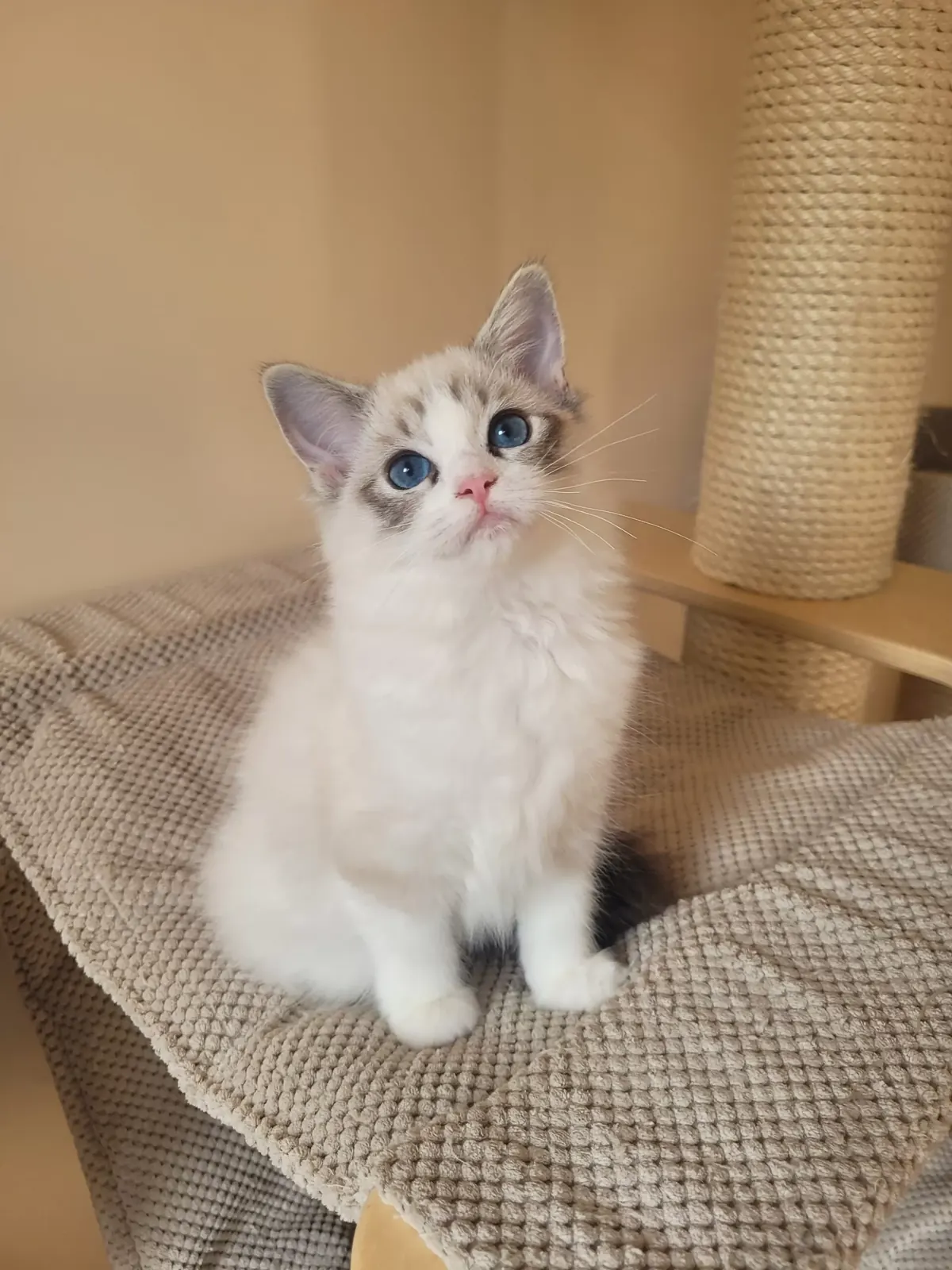 Daisy z miotu D