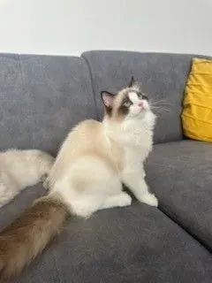 Fiona z miotu F